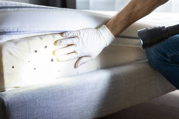 Best Ant Control Services  in Cloverleaf, TX