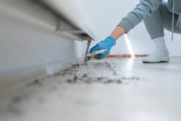 Best Pest Prevention Services  in Cloverleaf, TX