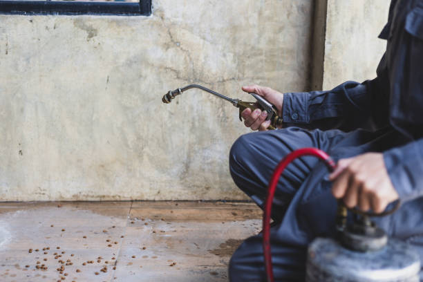 Best Flea Control Services  in Cloverleaf, TX